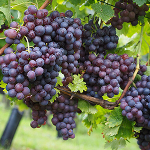 溫度和濕度對農業(yè)的影響