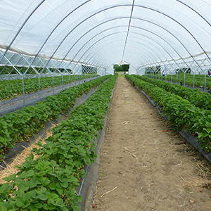 農業大棚